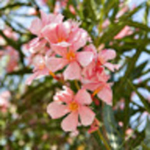 Meet your Posher, Talia